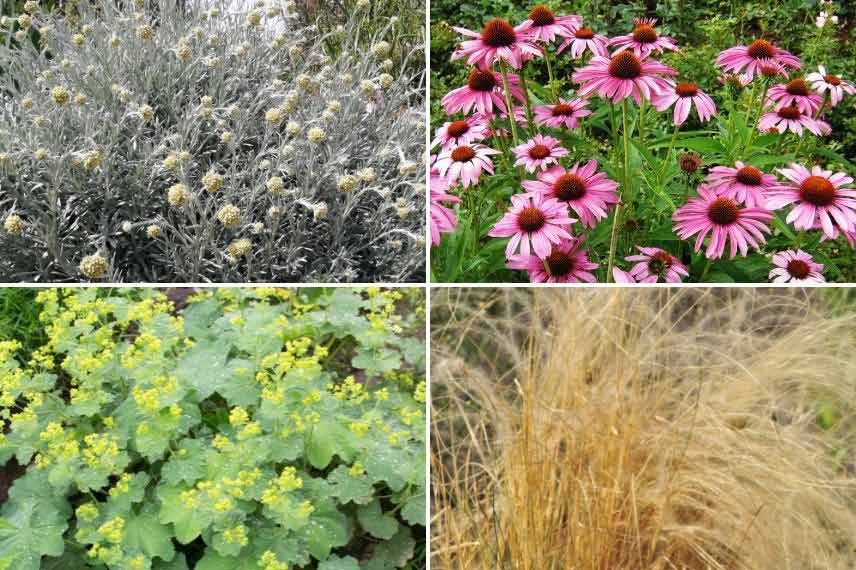 associer l’Helichrysum Helichryse immortelle