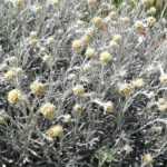 Comment associer l’Helichrysum ?