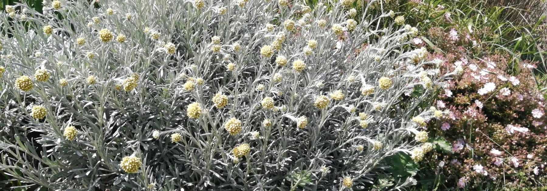 Comment associer l’Helichrysum ?