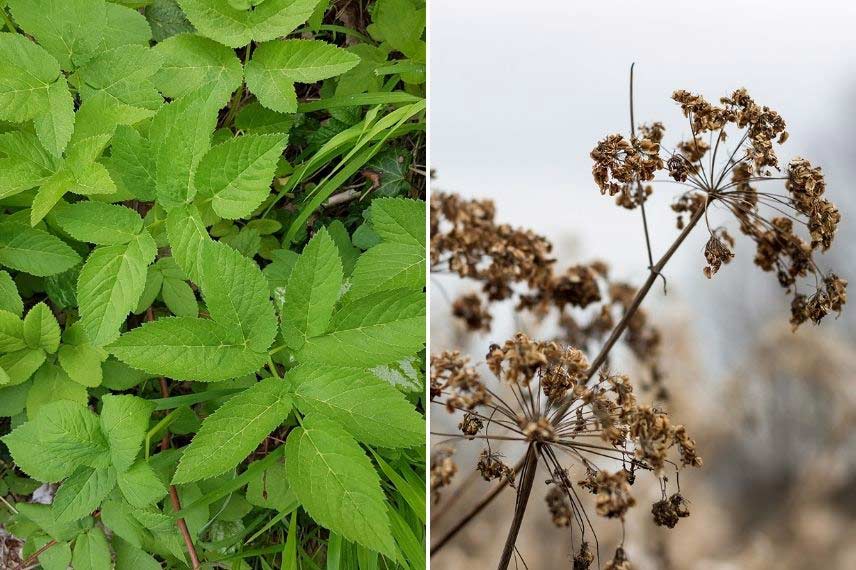 Comment se débarrasser de l'Herbe aux goutteux Egopode podagraire