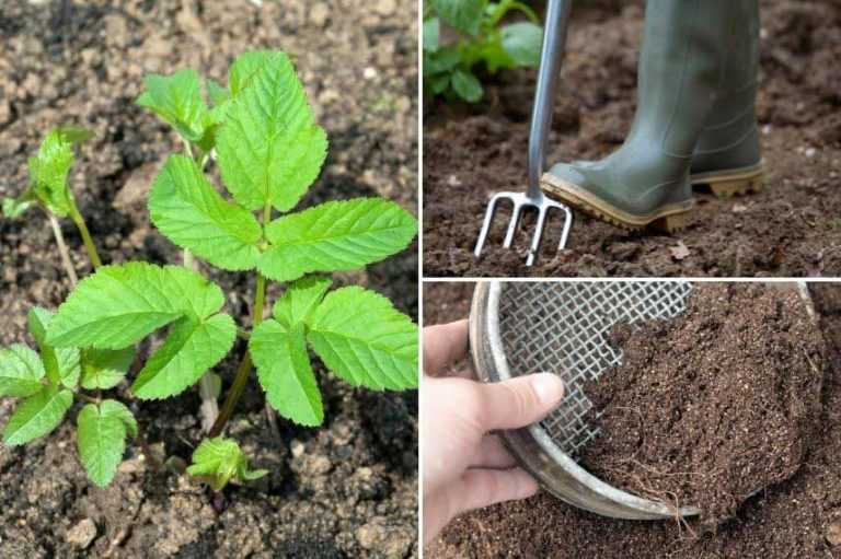 Comment se débarrasser de l’herbe aux goutteux ? Promesse de Fleurs
