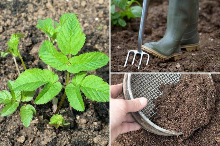 Comment se débarrasser de l'Herbe aux goutteux Egopode podagraire