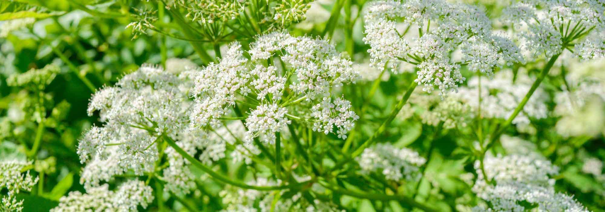 Comment se débarrasser de l’Herbe aux goutteux ?