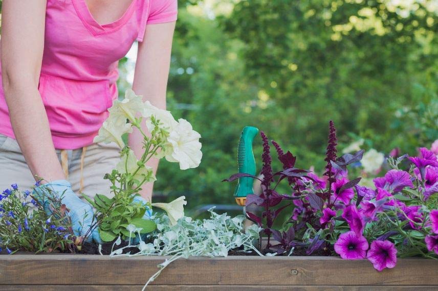 Les plantes vivaces pour réussir vos jardinières d'hiver. 