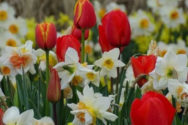 Keukenhof : le Paradis des bulbes à fleurs