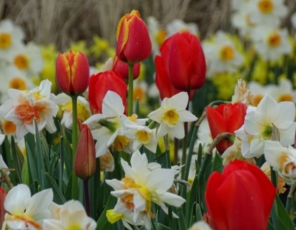 Keukenhof : le Paradis des bulbes à fleurs