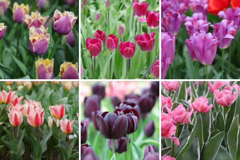 Achetez en ligne des bulbes de tulipes de qualité Keukenhof, plantez-les en  automne et profitez de votre propre jardin de tulipes au printemps. -  Festival des Tulipes Amsterdam