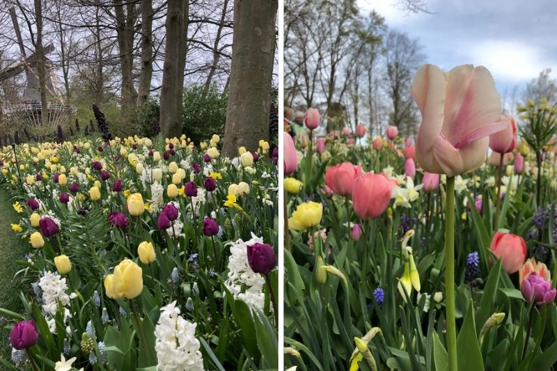 Achetez en ligne des bulbes de tulipes de qualité Keukenhof, plantez-les en  automne et profitez de votre propre jardin de tulipes au printemps. -  Festival des Tulipes Amsterdam