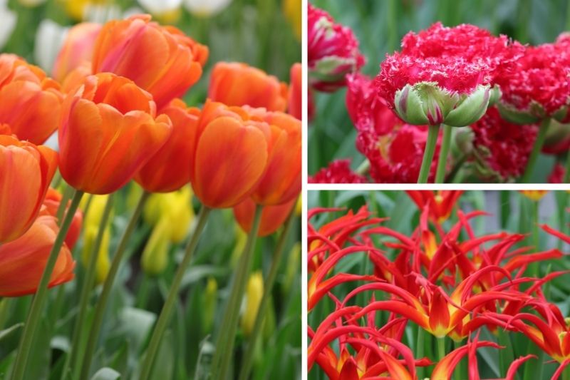 Achetez en ligne des bulbes de tulipes de qualité Keukenhof, plantez-les en  automne et profitez de votre propre jardin de tulipes au printemps. -  Festival des Tulipes Amsterdam