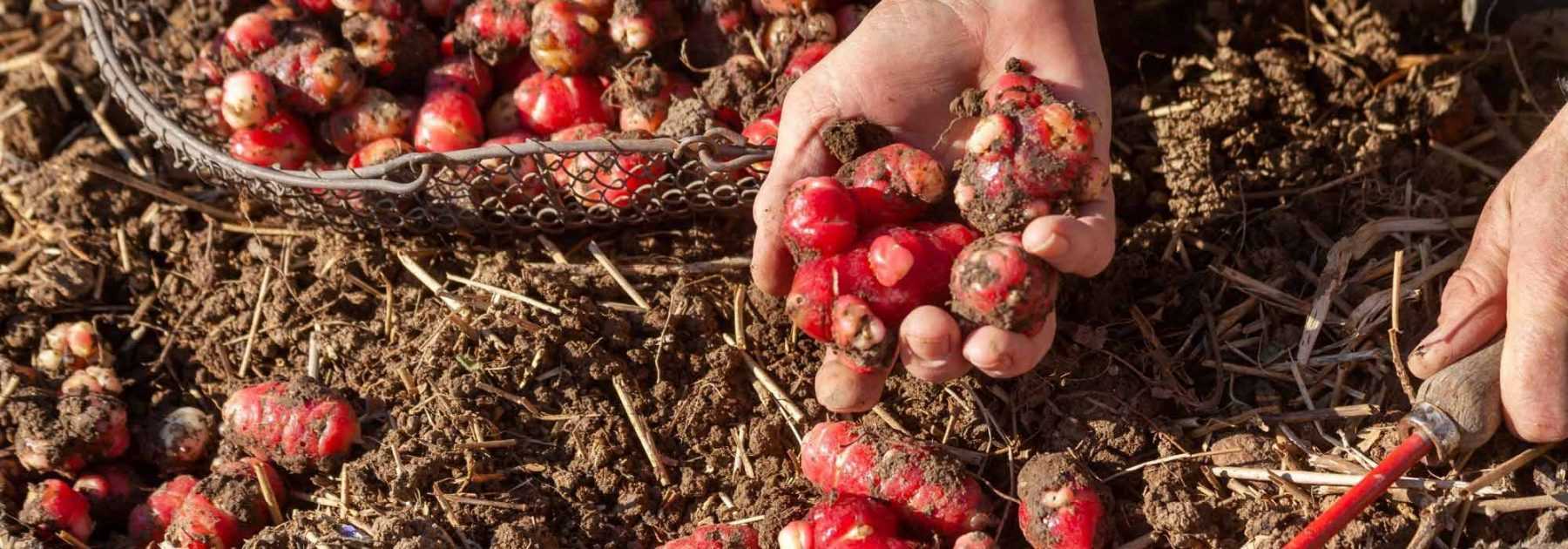 Econome 2 en 1 pour fruits et légumes 