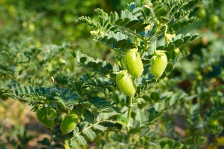 Pois chiche légumes résistant à la sécheresse