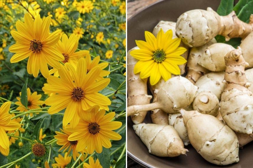 Topinambour légumes résistant à la sécheresse sol sec