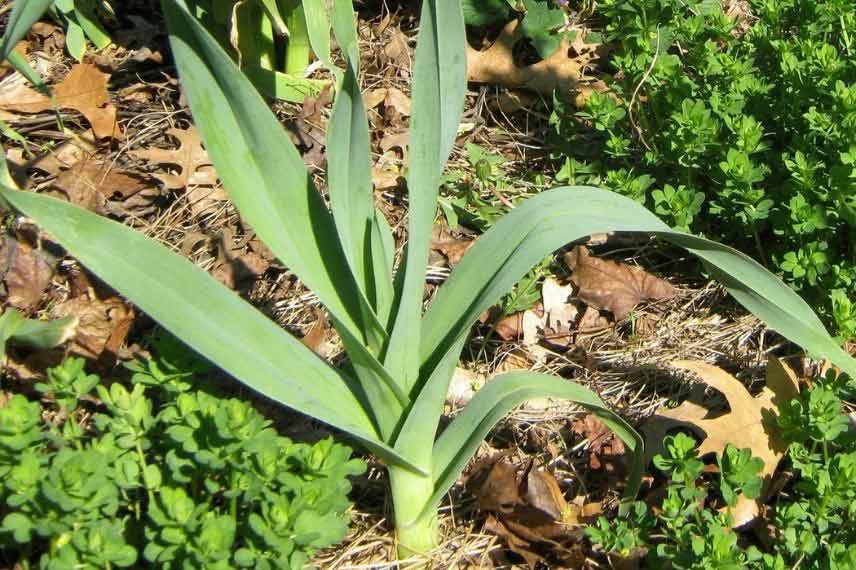 Poireau vivace poireau perpétuel légumes résistant à la sécheresse sol sec