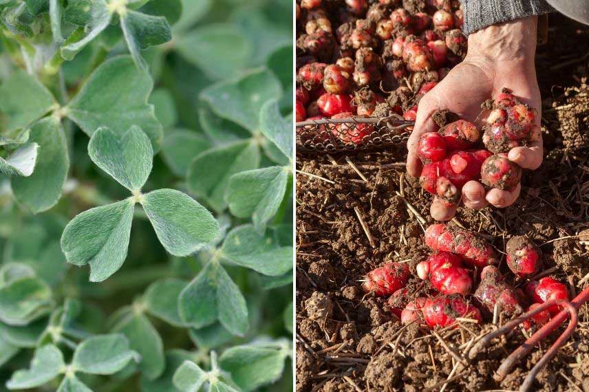 Oca du Pérou légumes résistant à la sécheresse sol sec