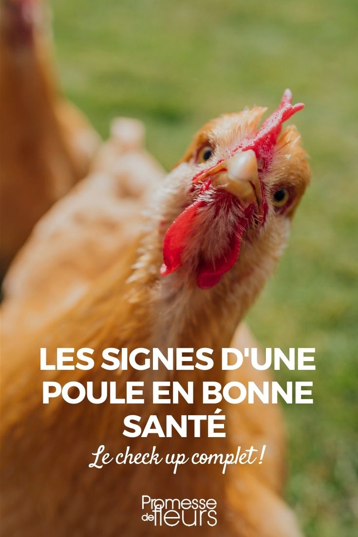 les signes d'une poule en bonne santé