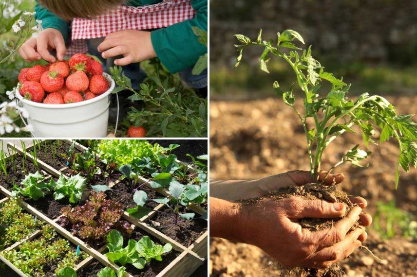 Que faire au jardin en mai