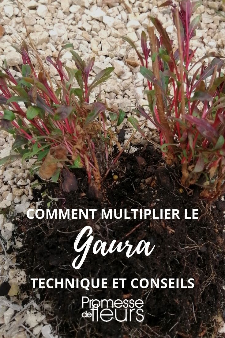 multiplier le gaura semer, diviser, bouturer