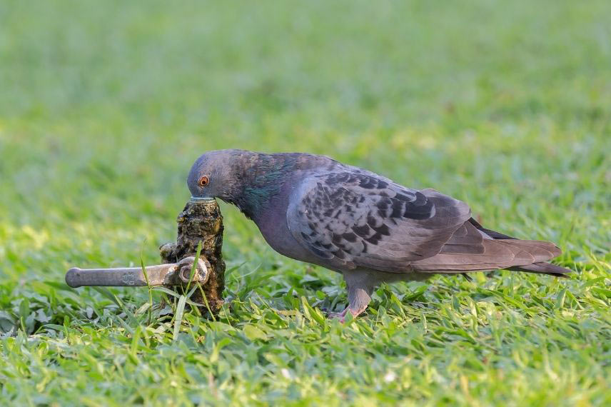 abreuver les oiseaux en été comme en hiver