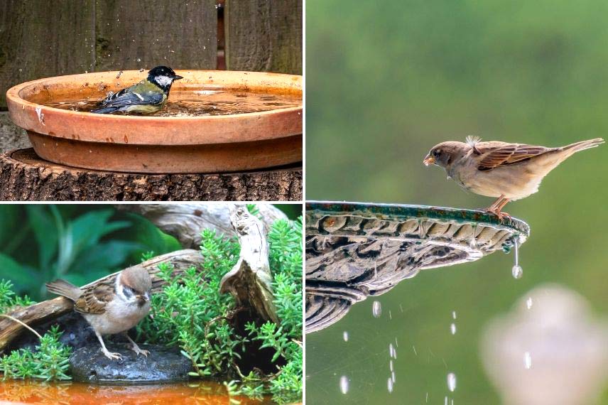 abreuver les oiseaux en été comme en hiver