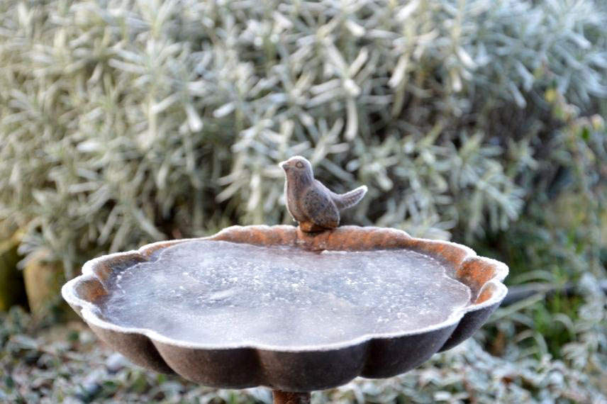 abreuver les oiseaux en été comme en hiver