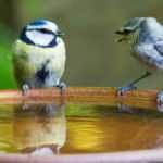 Comment abreuver les oiseaux en été comme en hiver ?