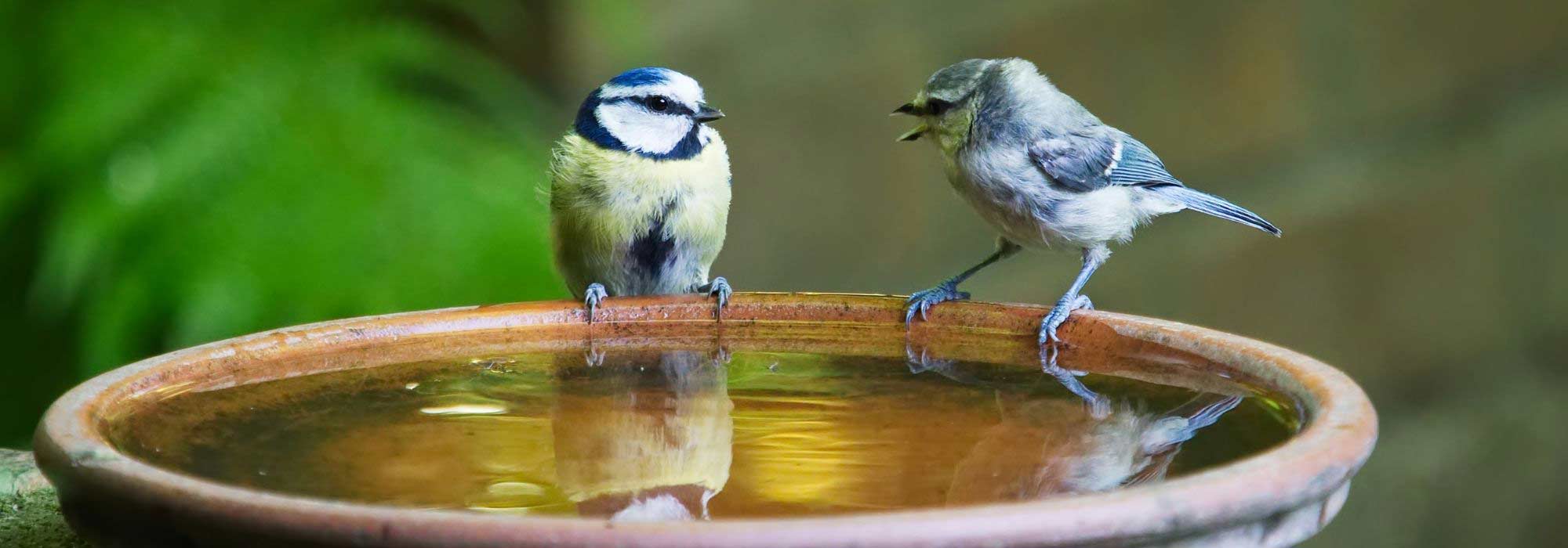 Comment abreuver les oiseaux en été comme en hiver ?