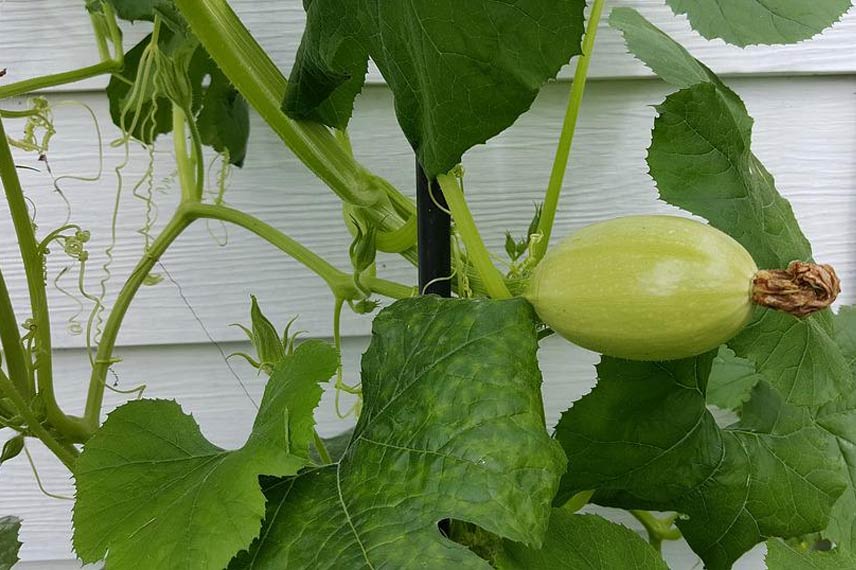 Comment faire des graines de courges maison ? - Blog Promesse de