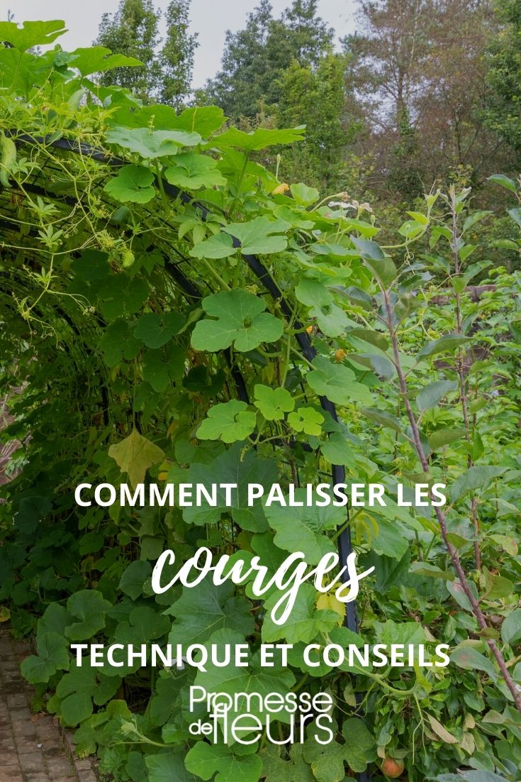 palisser les courges