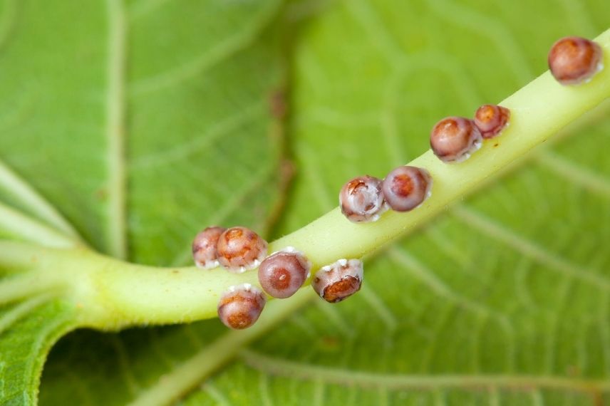 cochenille figuier, céroplaste du figuier traitement