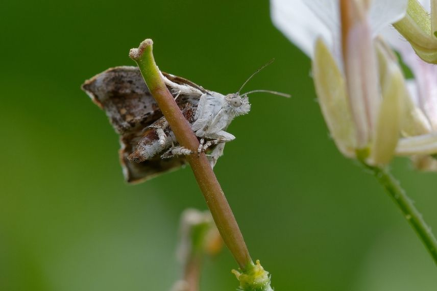 teigne du figuier traitement, Eutromula nemorana