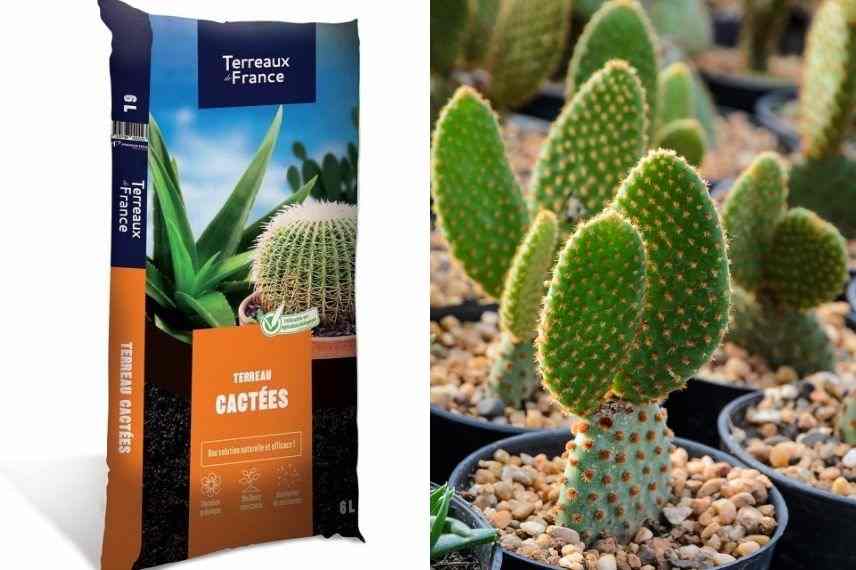 planter un opuntia en pot