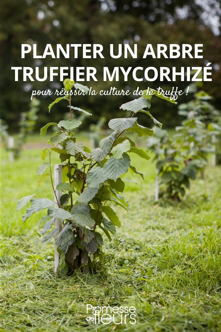 planter arbre truffier mycorhizé