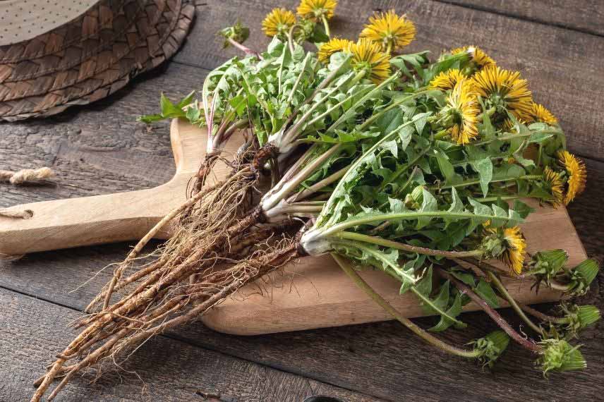 plantes pour nettoyer le foie