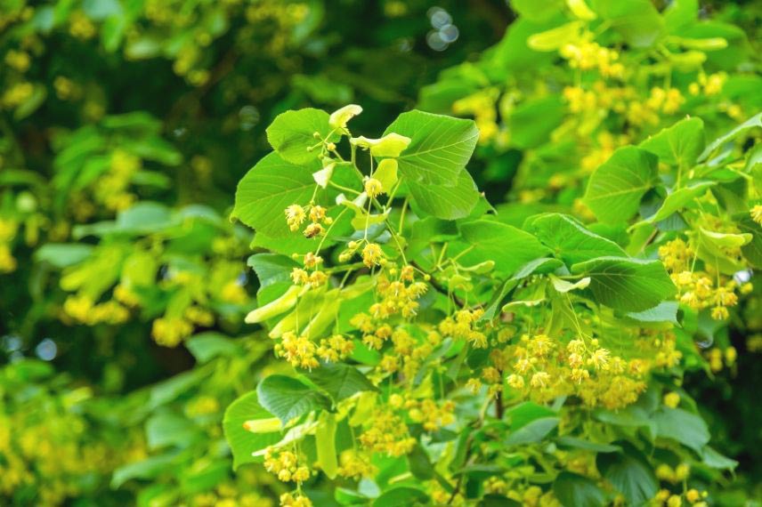 plantes pour nettoyer le foie