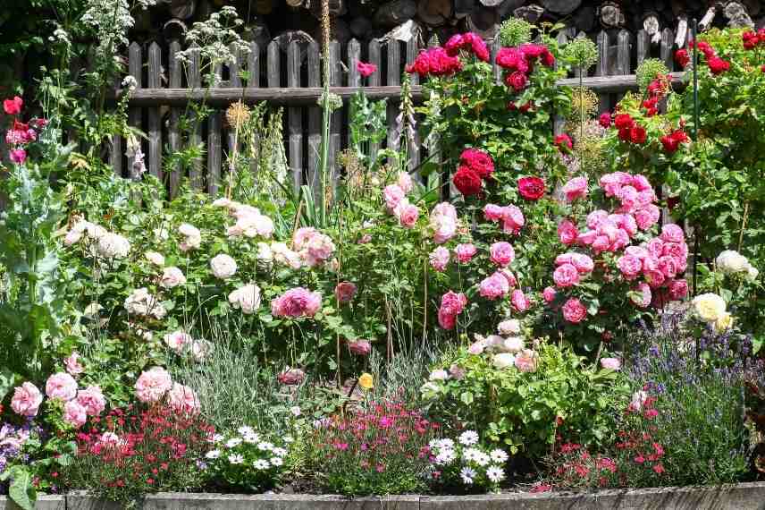 habiller pied rosier, habillage pied rosiers, quelle plante au pied d'un rosier, rosier et vivace, quoi associer à des rosiers, rosiers association, rosiers quel couvre sol