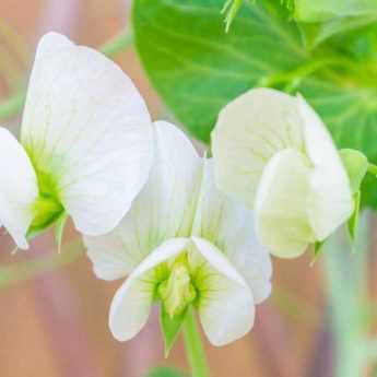 Comment cultiver les pois de senteur en pot ?