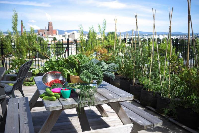 Kit de jardin fines herbes : conseils et astuces – URBAN CUISINE