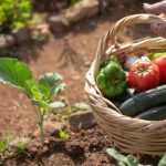 Se simplifier la vie au potager : nos astuces