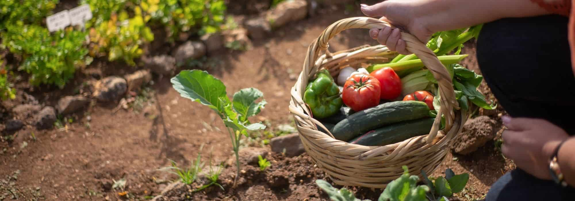 Se simplifier la vie au potager : nos astuces