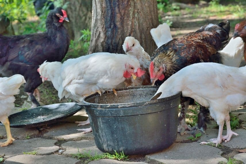 poules