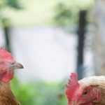 Les signes qu'une poule est en bonne santé