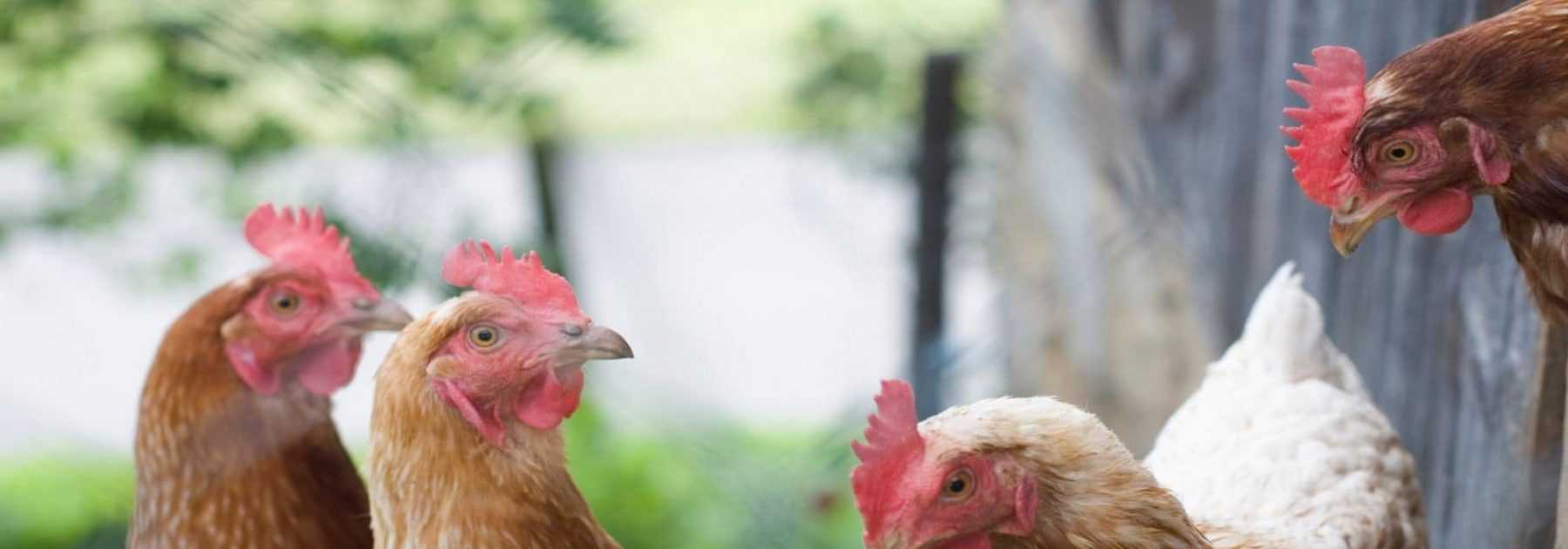 Poule décorative de couleur rouge