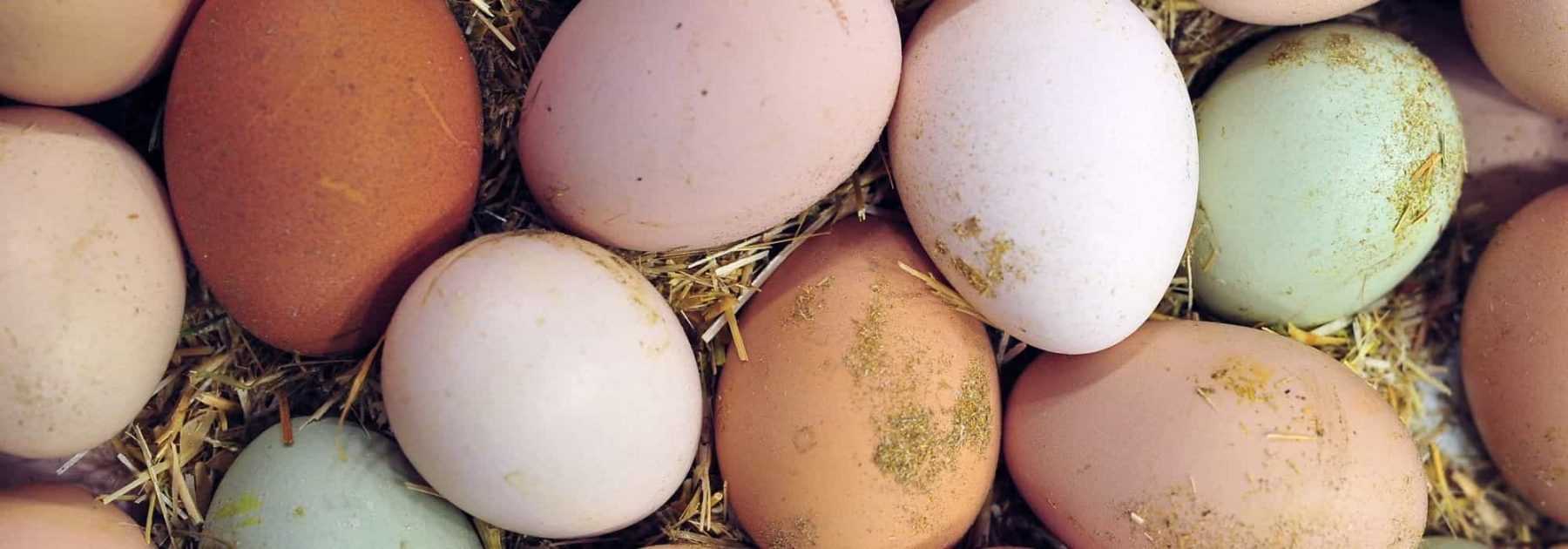 Œufs de poules : pourquoi des couleurs différentes ? - Promesse de