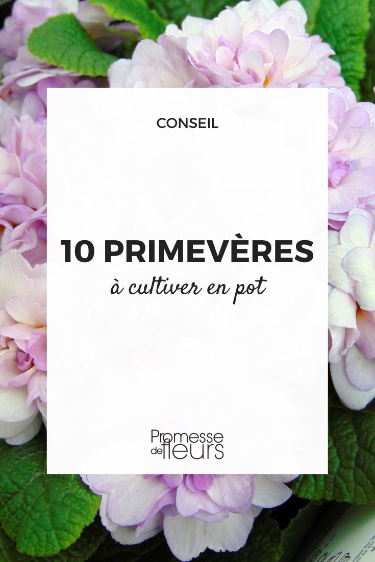 primevères à cultiver en pot