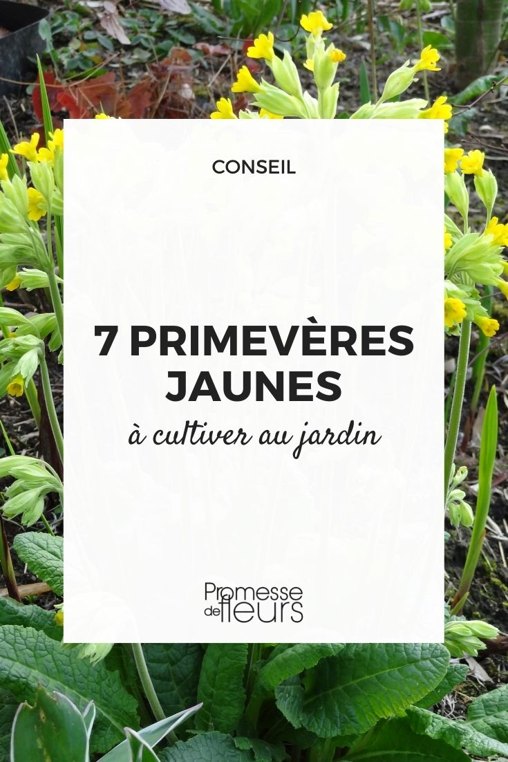 primevères jaunes à cultiver au jardin