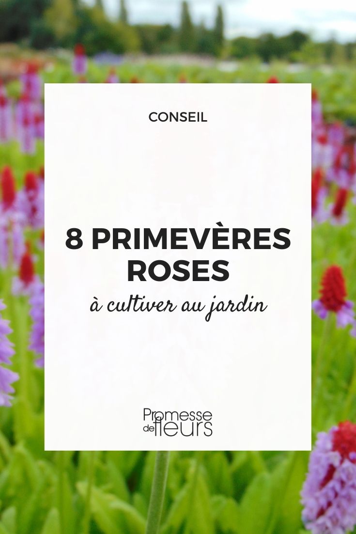 primevères roses à cultiver au jardin