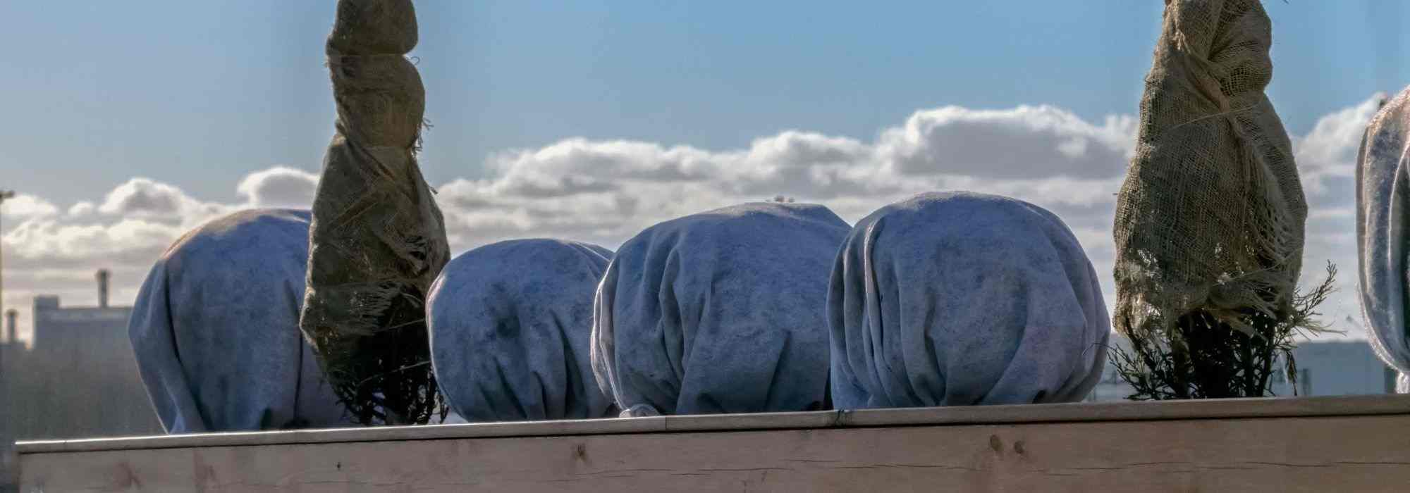 Protéger les plantes du balcon en hiver