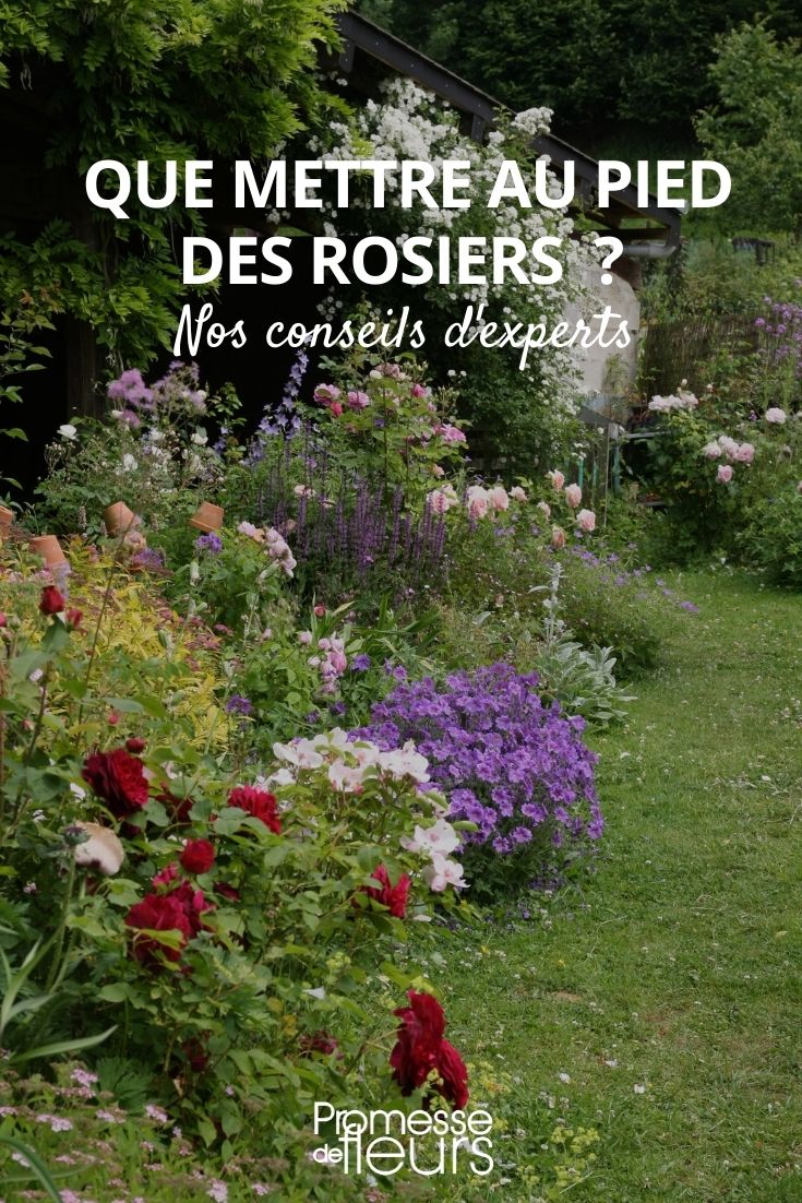 que mettre au pied des rosiers