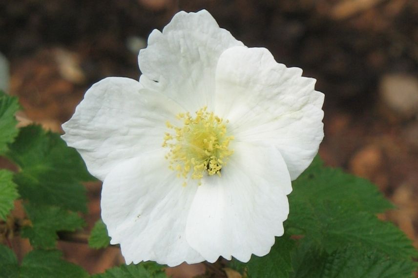 ronce benenden, ronce à fleurs d'églantine