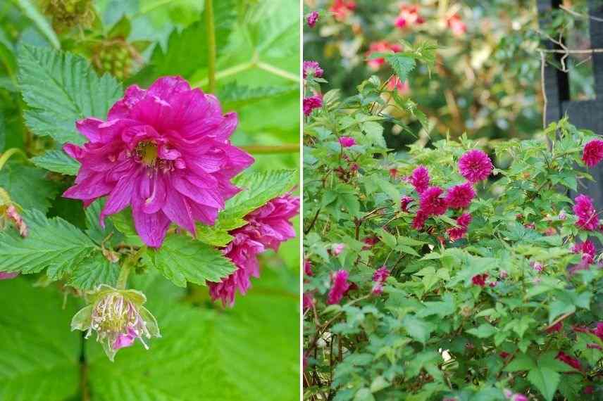 ronce à fleurs doubles, ronce d'ornement belle fleur